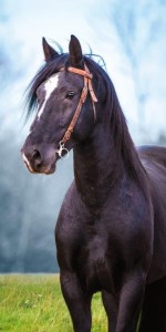 Ręcznik Dziecięcy Młodzieżowy 70x140 Koń 54